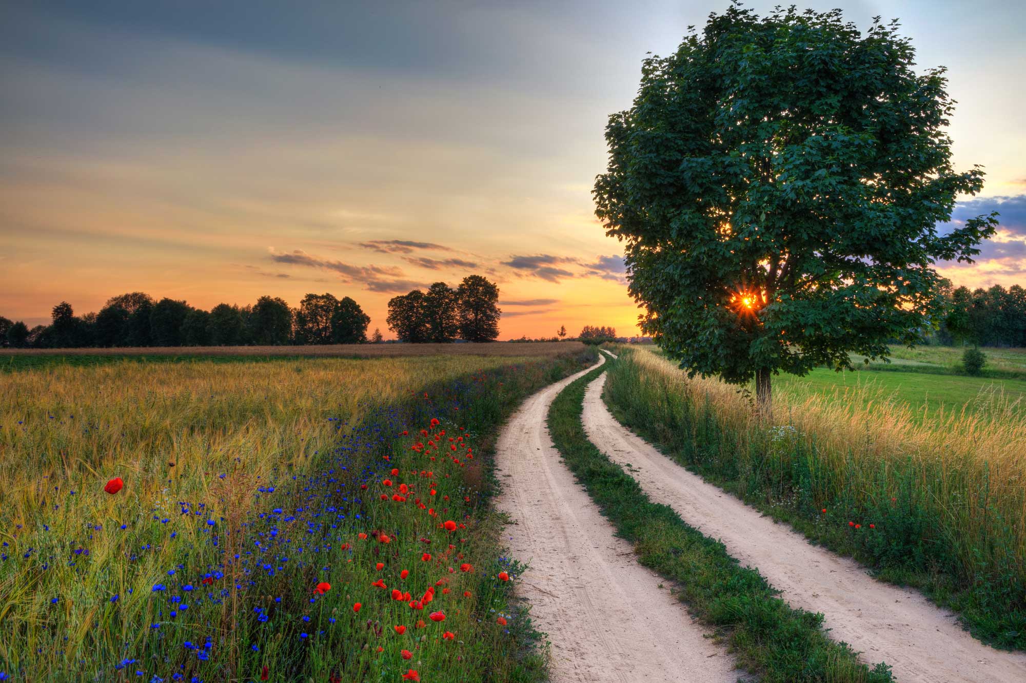 Wide green field with a winding trail, surrounded by trees, and a sunset in the background