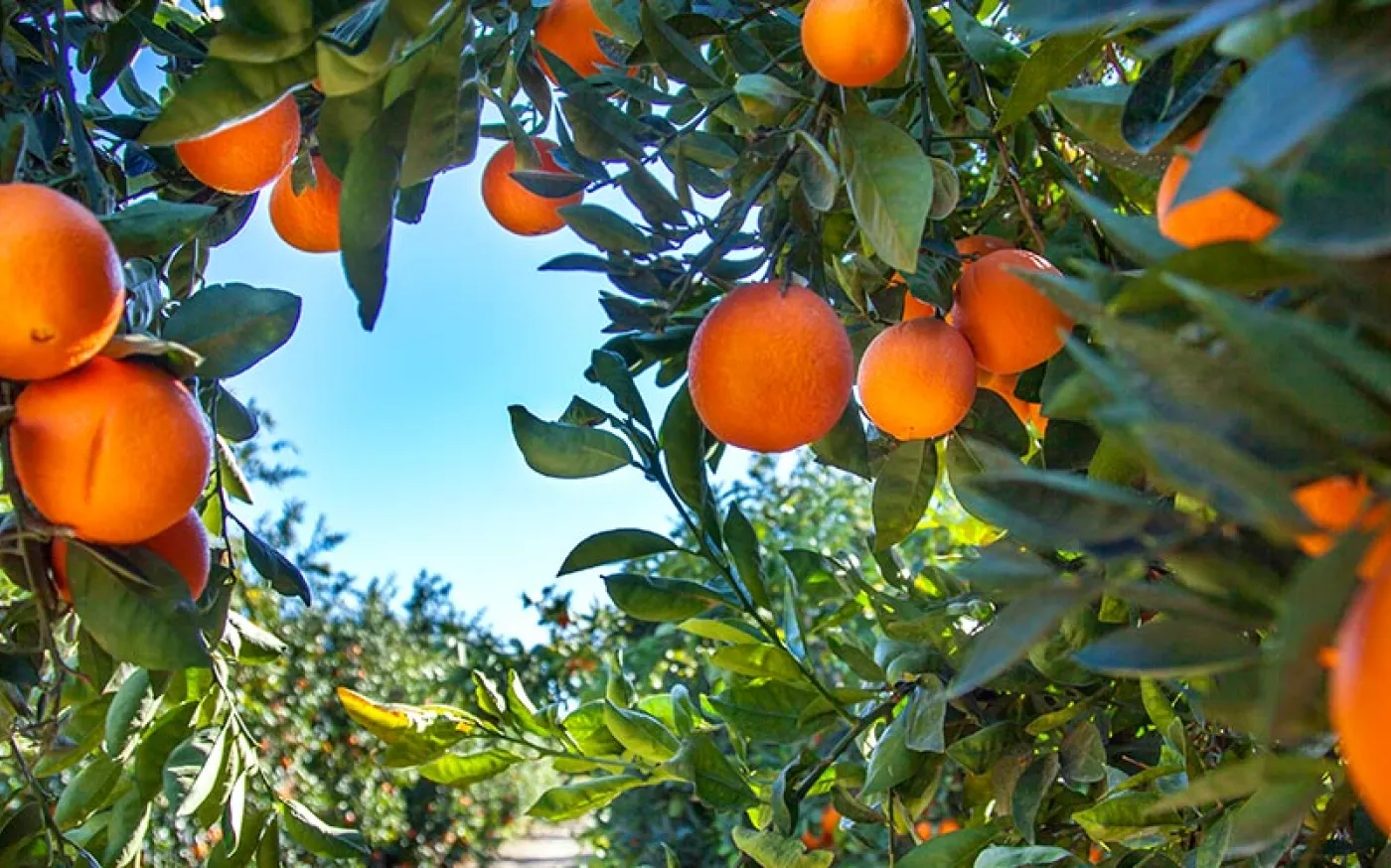 Orange tree against a clear sky