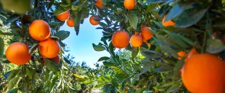 Orange tree against a clear sky