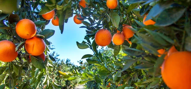 Orange tree against a clear sky